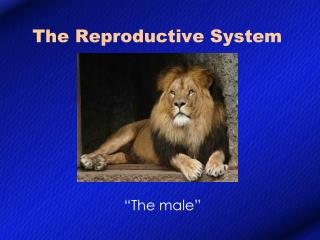 The Reproductive System