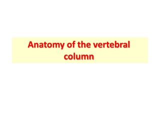 Anatomy of the vertebral column