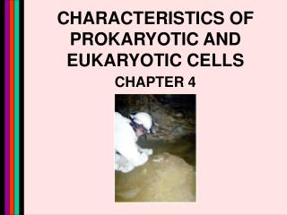 CHARACTERISTICS OF PROKARYOTIC AND EUKARYOTIC CELLS