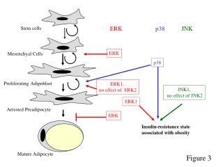 Stem cells