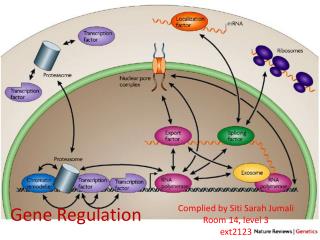 Gene Regulation