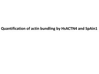Quantification of actin bundling by HsACTN4 and SpAin1