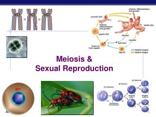 Meiosis &amp; Sexual Reproduction