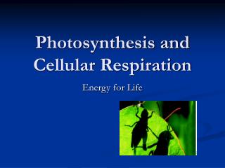 Photosynthesis and Cellular Respiration