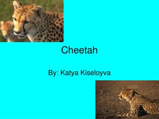 Cheetah