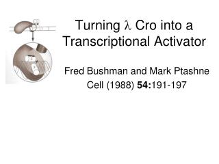 Turning  Cro into a Transcriptional Activator