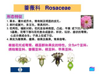 蔷薇科 Rosaceae