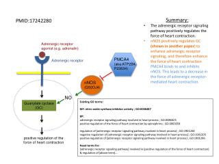 Adrenergic receptor