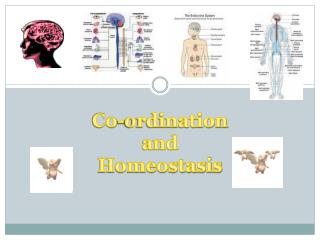 Co- ordination and Homeostasis