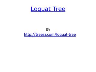 Loquat Tree