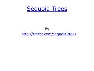 Sequoia Trees