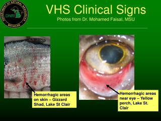VHS Clinical Signs Photos from Dr. Mohamed Faisal, MSU