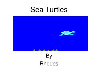 Sea Turtles