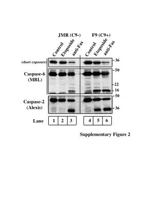 Caspase-6 (MBL)