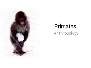 Primates