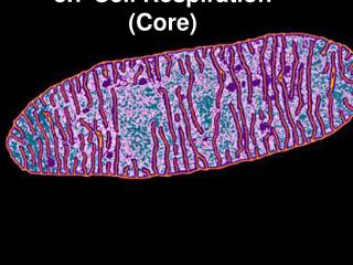 3.7 Cell Respiration (Core)