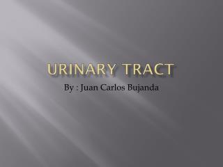 Urinary Tract