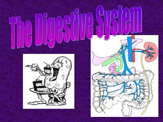 The Digestive System