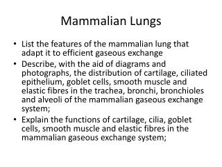 Mammalian Lungs