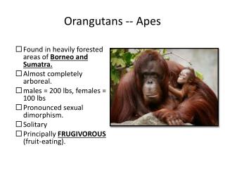 Orangutans -- Apes