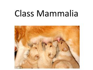 Class Mammalia