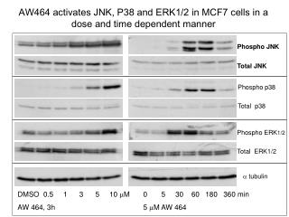 AW464 activates JNK, P38 and ERK1/2 in MCF7 cells in a dose and time dependent manner