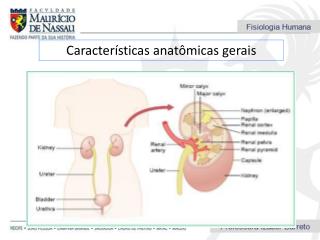 Características anatômicas gerais