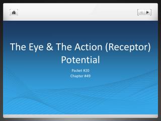 The Eye &amp; The Action (Receptor) Potential