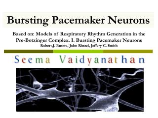 Bursting Pacemaker Neurons