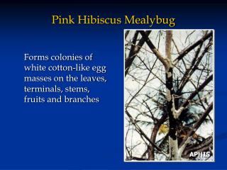 Pink Hibiscus Mealybug