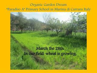 Organic Garden Dream “Paradiso A” Primary School in Marina di Carrara Italy