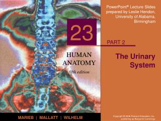 The Urinary System