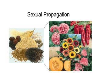 Sexual Propagation