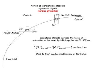 Action of cardiotonic steroids eg ouabain, digoxin (cardiac glycosides)