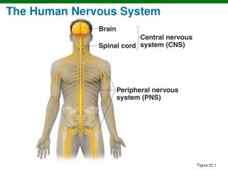 The Human Nervous System