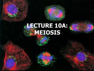 LECTURE 10A: MEIOSIS