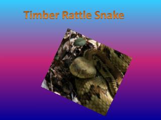 Timber R attle S nake