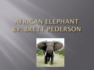 African Elephant By: Brett Pederson
