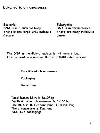 Eukaryotic chromosomes