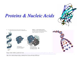 Proteins &amp; Nucleic Acids