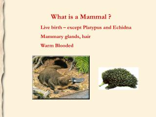 Live birth – except Platypus and Echidna