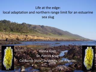 Life at the edge: local adaptation and northern range limit for an estuarine sea slug