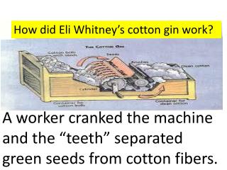 How did Eli Whitney’s cotton gin work?