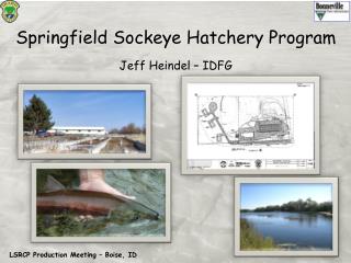 Springfield Sockeye Hatchery Program Jeff Heindel – IDFG