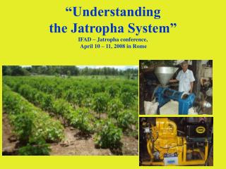 “Understanding the Jatropha System” IFAD – Jatropha conference, April 10 – 11, 2008 in Rome