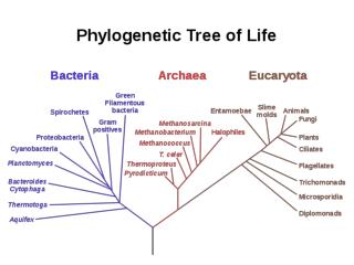 Eukaryotes