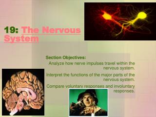 19: The Nervous System
