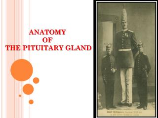ANATOMY OF THE PITUITARY GLAND