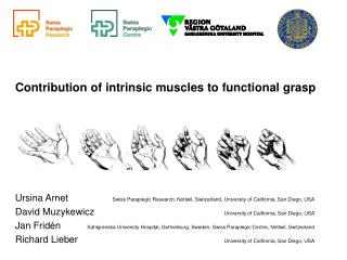 Contribution of intrinsic muscles to functional grasp
