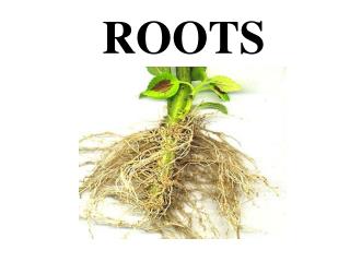 ROOTS